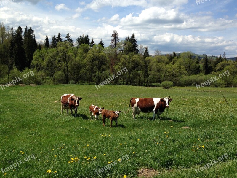 Animals Cows Herd Pasture Land Meadow