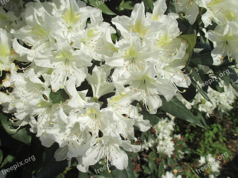 Rhododendron White Blossom Bloom Spring