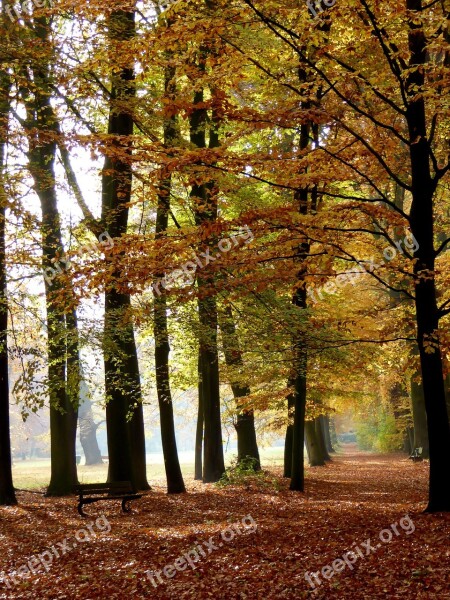 Autumn Leaves Leaves In The Autumn Fall Foliage Golden