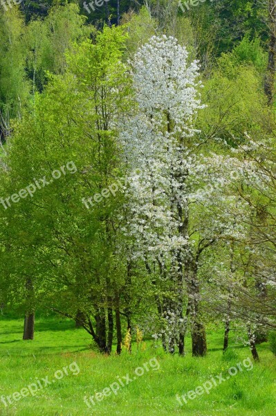 Trees Spring Majestic Tree Hiking Nature