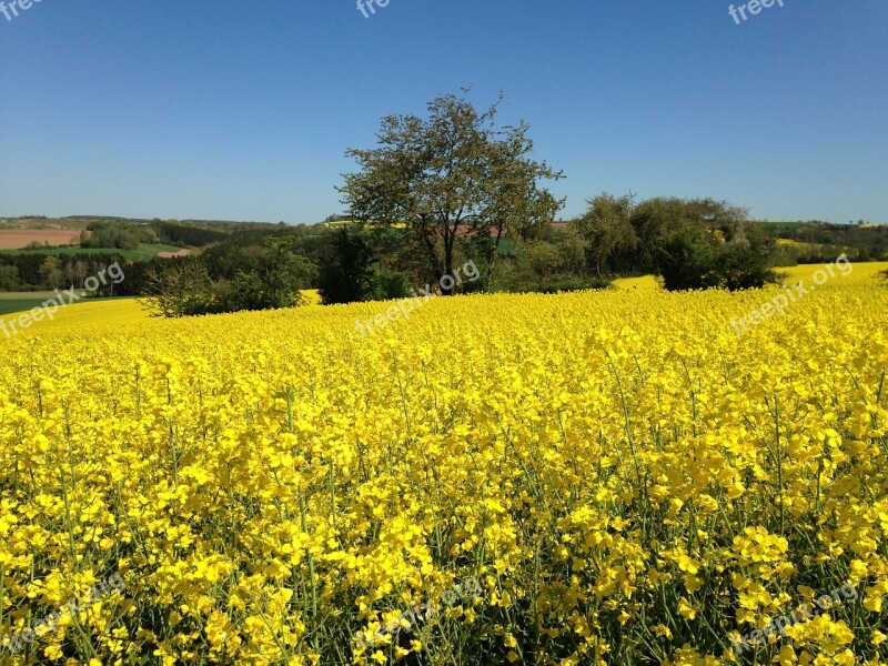 Field Of Rapeseeds Oilseed Rape Free Photos