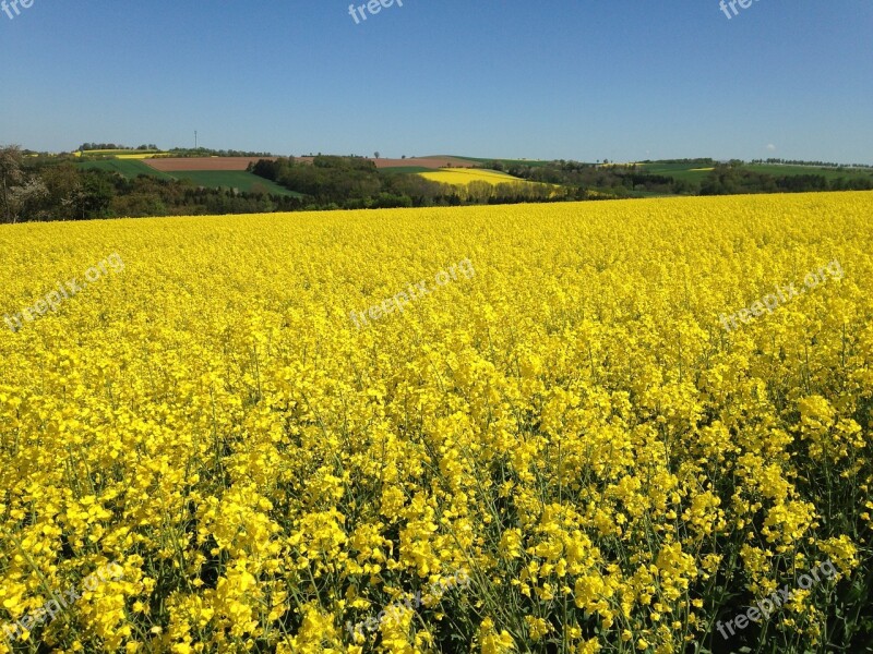 Oilseed Rape Field Of Rapeseeds Free Photos