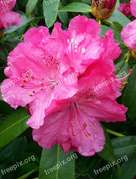 Rhododendron Flower Bloom Nature Spring