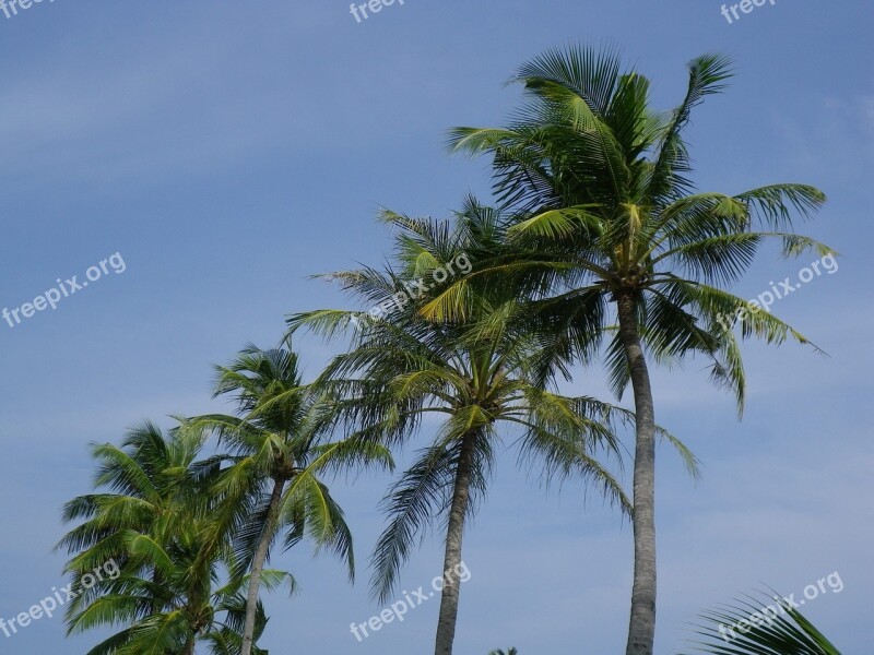 Palm Trees Maldives Kuredu Exotic Free Photos