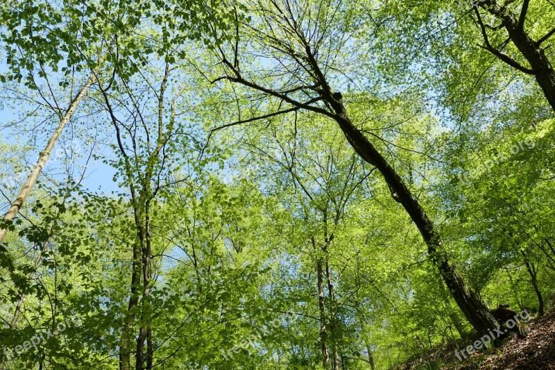 Landgrave Gorge Wartburg Castle Eisenach Forest Tree