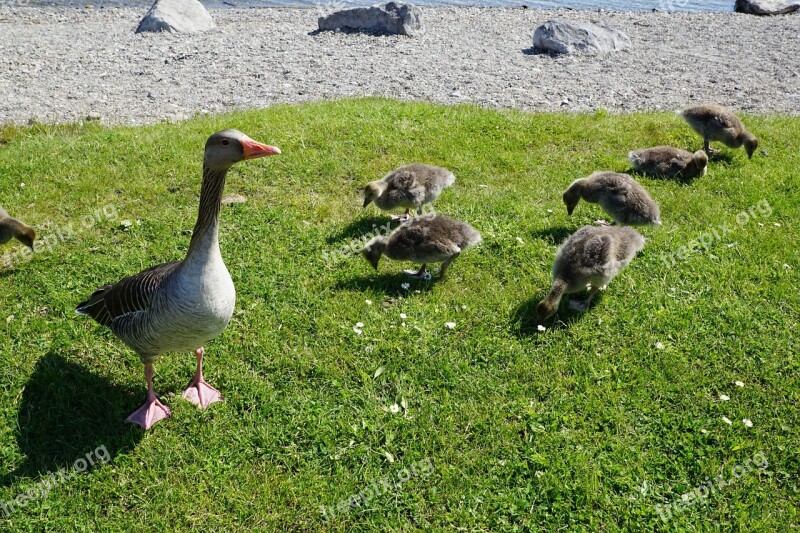 Ducks Bird Meadow Young Animal