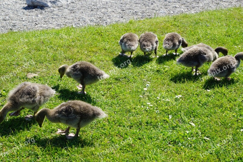 Ducks Bird Meadow Young Animal