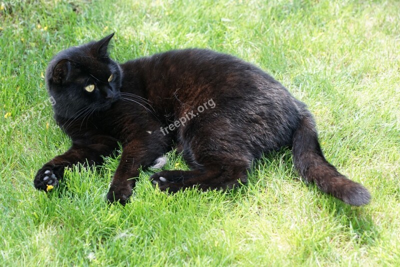 Cat Black Animal Grass Concerns