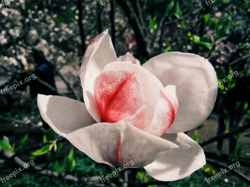 Flower Magnolia Bloom Spring Tree