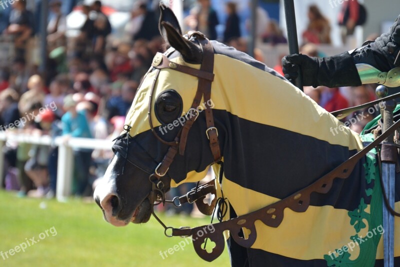 Horse Knight Festival Animal Portrait Pferdeportrait Horse Head