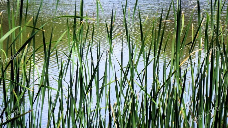 Lake George Grass Tall Water