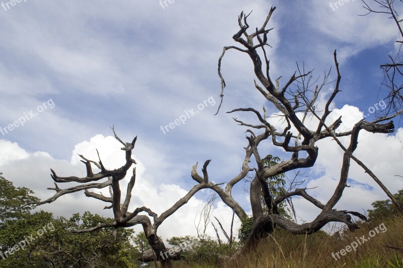 Dead Tree Tree Sky Nature Clouds