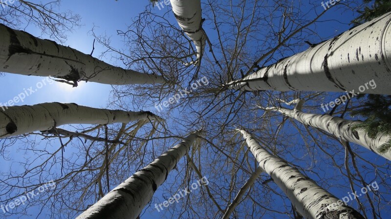 Trees Birch Nature Forest Rocky Mountains