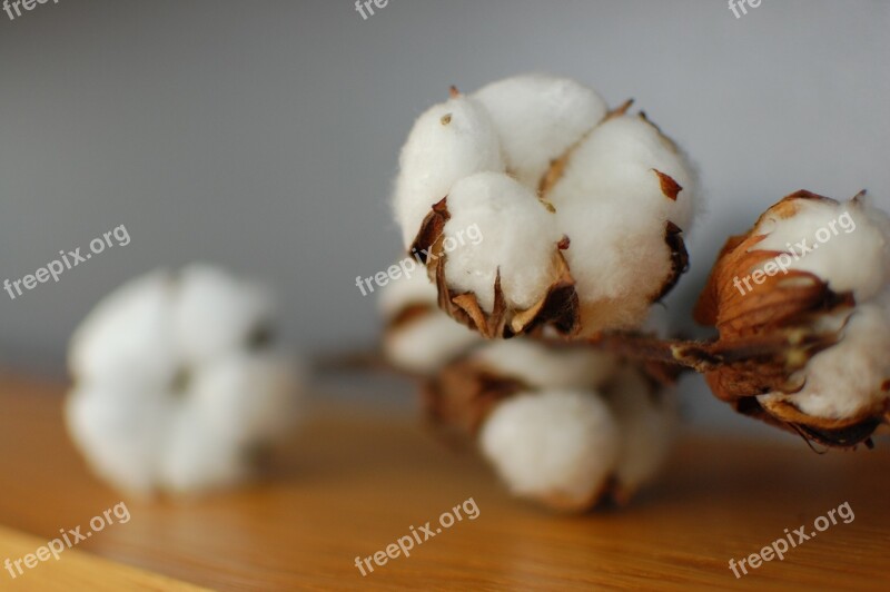 Cotton Close Up Blur Free Photos