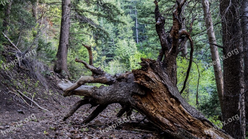 Tree Roots Summer Tree With Roots Tree Roots