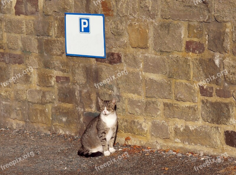 Park And Ride Cat Park Socialized Good