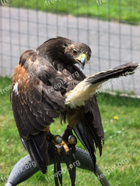 Eagle Captivity Prey Ornithology Bird