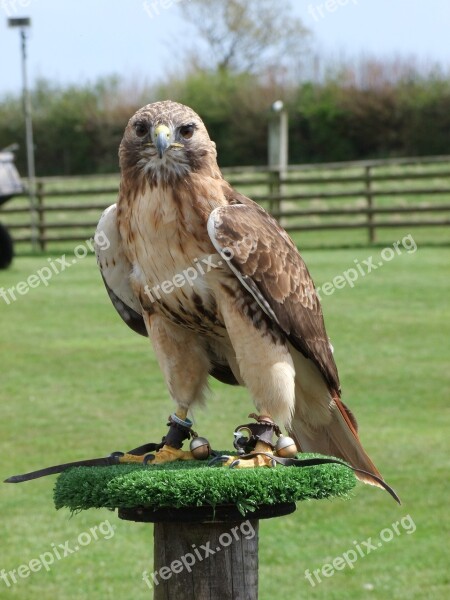 Eagle Prey Bird Wild Nature