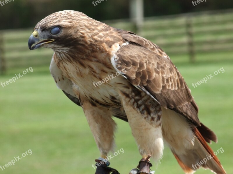 Eagle Hunting Prey Bird Wild