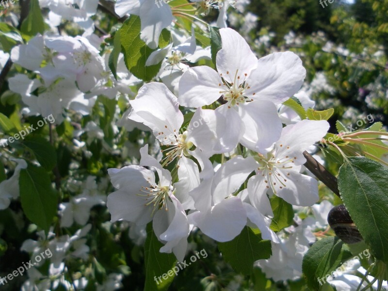 Bud Flower Blooming Crab Apple Tree