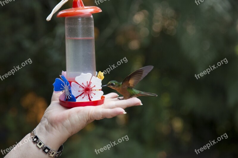 Bird Hummingbird Nature Drinking Flying