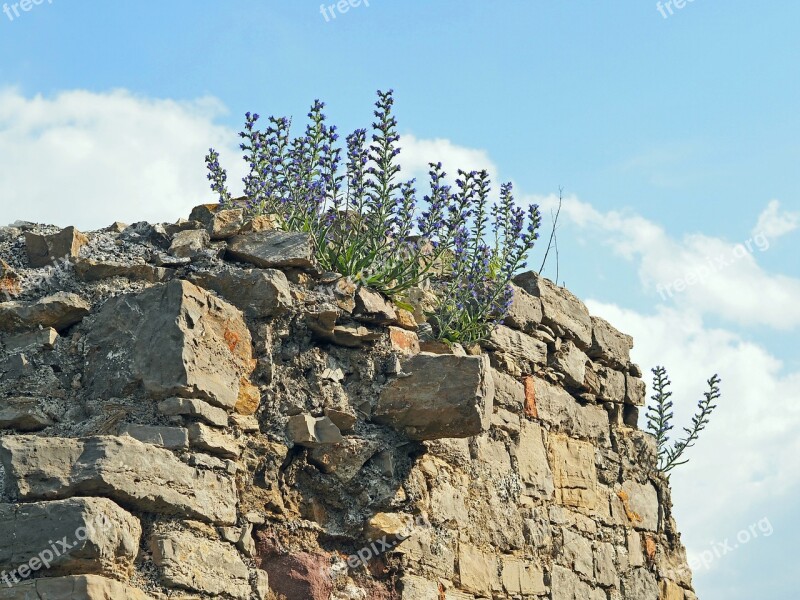 Flowers On The Ancient Wall Castle Ruin Of Arnstein 1000 Years Old Archaeological Monument Film Set