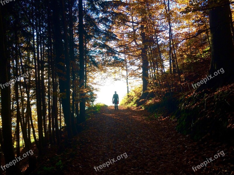 Forest Autumn Light Shadow Leaves