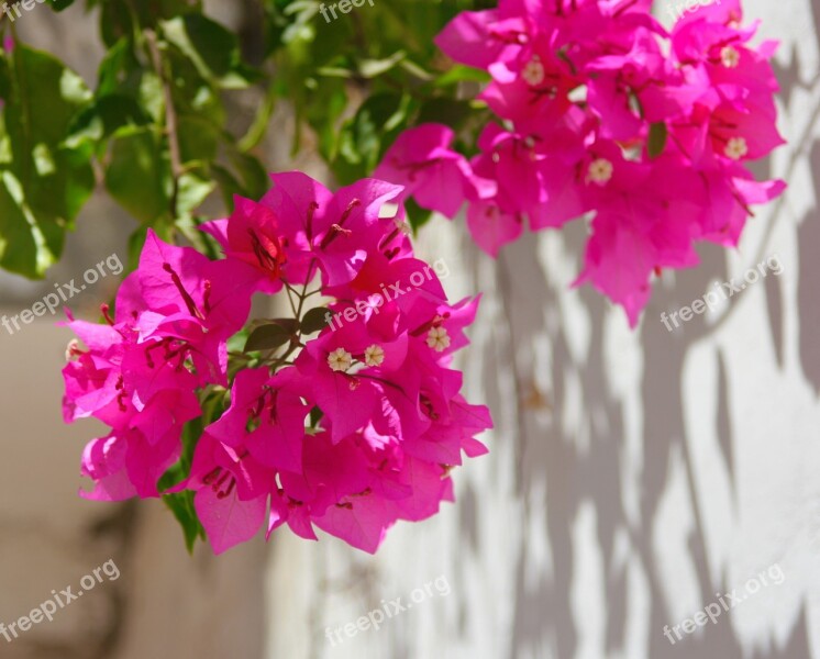 Egypt Bougainvillea Flowers Red Red Purple