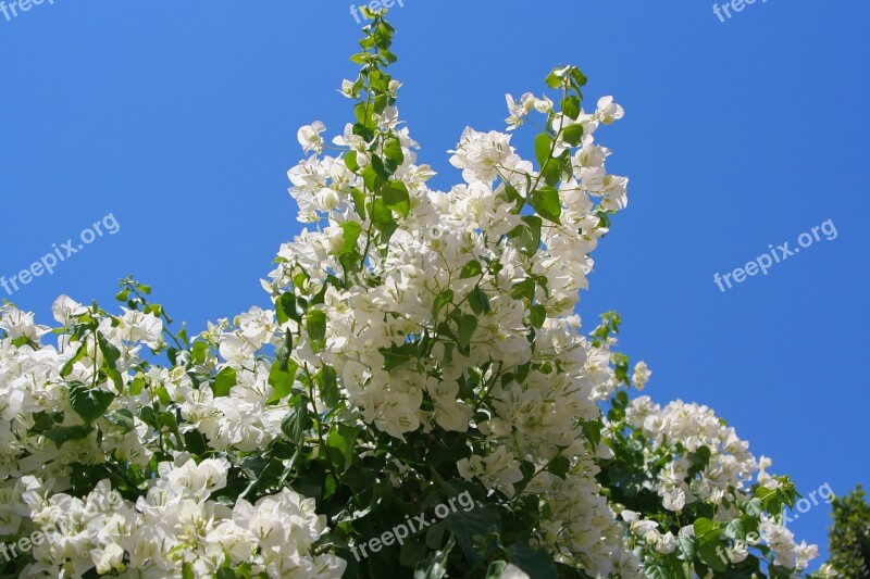 Egypt Bougainvillea White Blue Sky Green