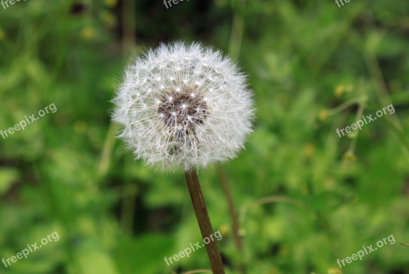 Dandelion Seed Weed Color Plant