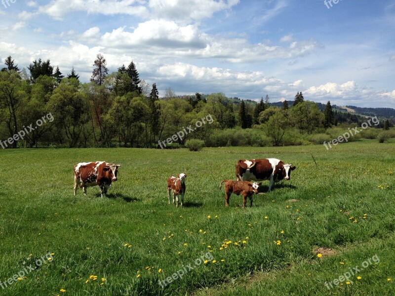 Animal Cows Meadow Grass Village