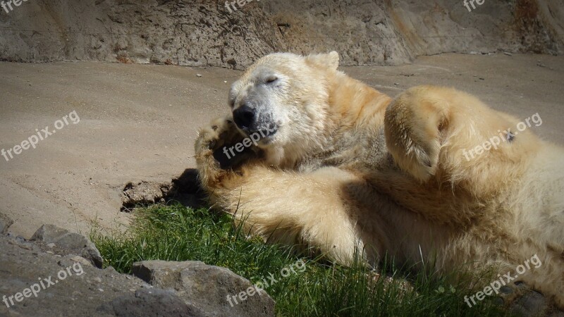 Polar Bear Sleep Sun Bear Predator