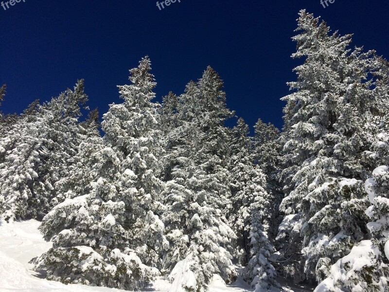 Snow Winter Fir Tree Trees Nature