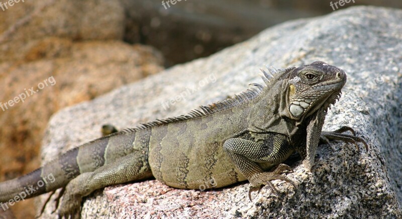 Iguana Lizard Reptile Animal Grey