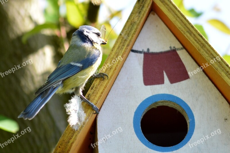 Tit Bird Small Bird Nature Animal