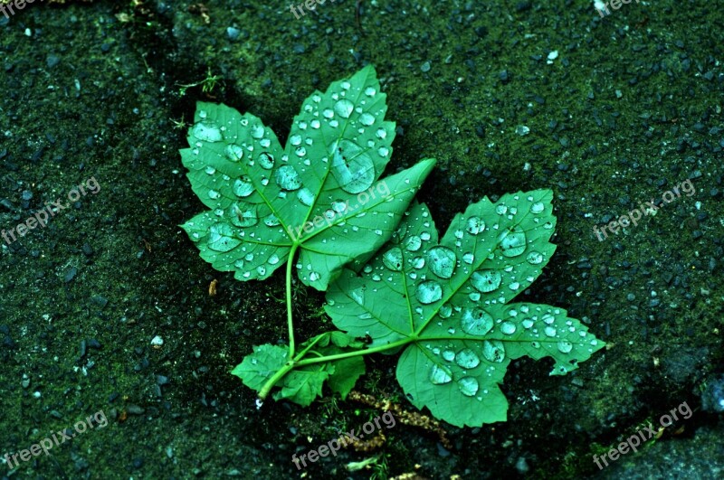 Plant Leaf Water Waterdrop Rain