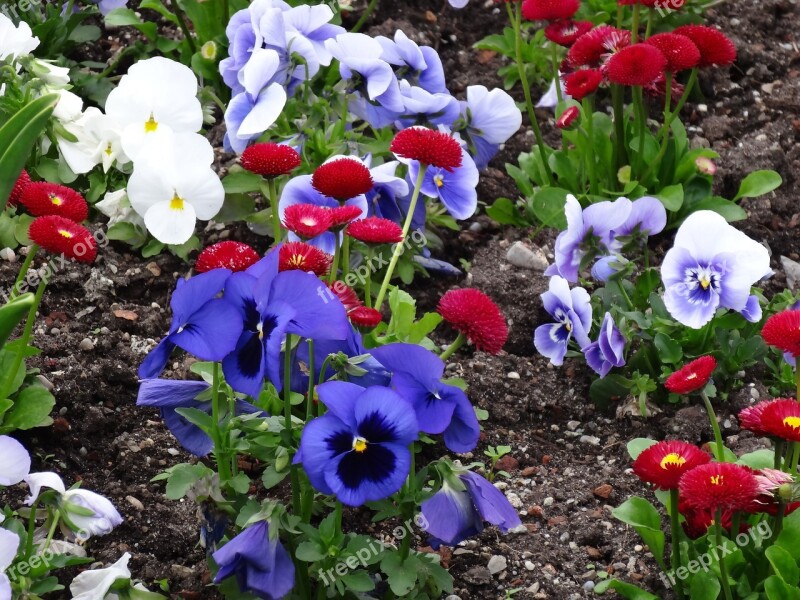 Flowers Thinking Garden Colors Spring