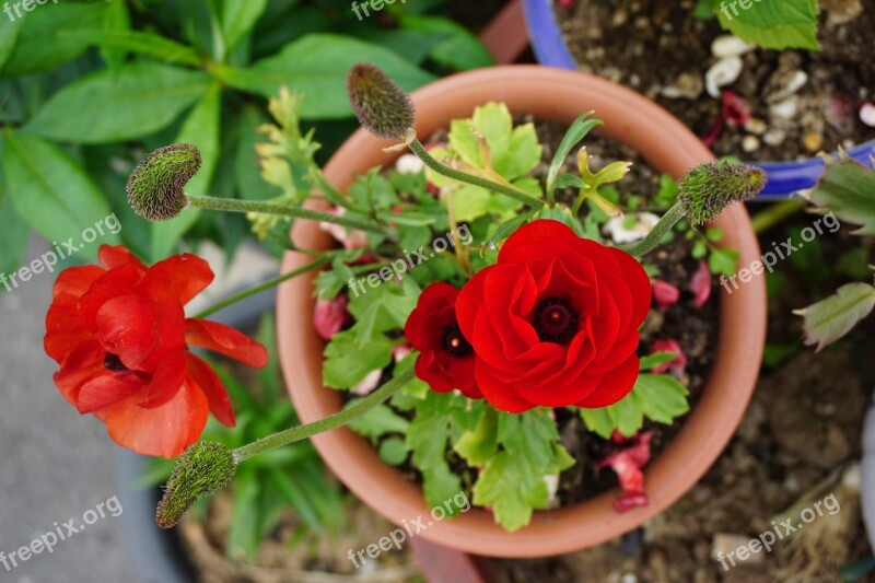 Potted Plant Flowers Rose Free Photos