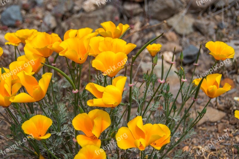 Flowers Yellow Nature Plant Yellow Flowers