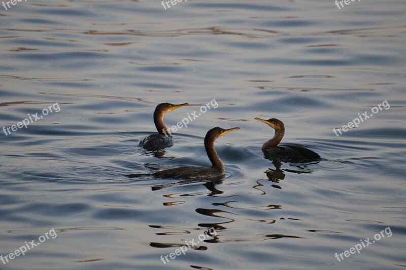 Cormorant Water Bird Bird Trio Evening