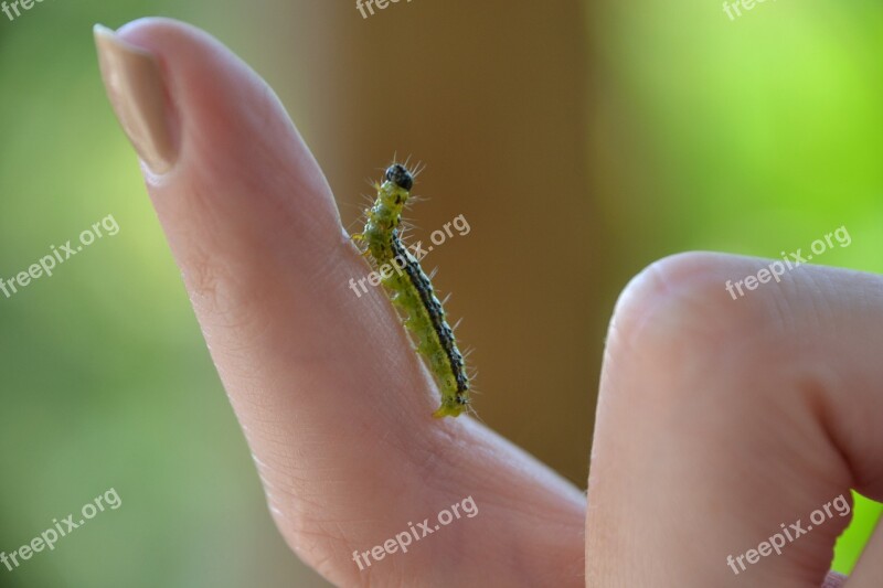 Boxwood Borer Caterpillar Finger Insect Pest