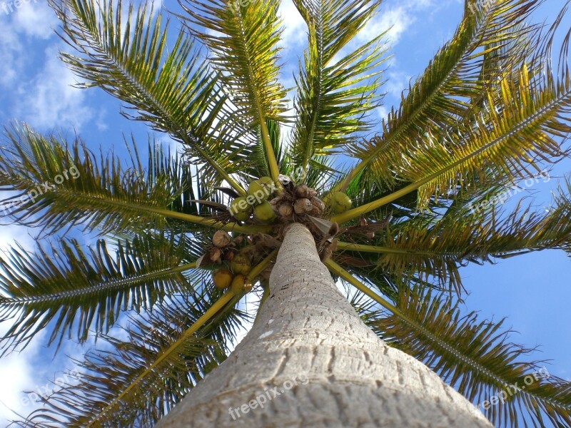 Palma Cocos Sky Cloud Free Photos