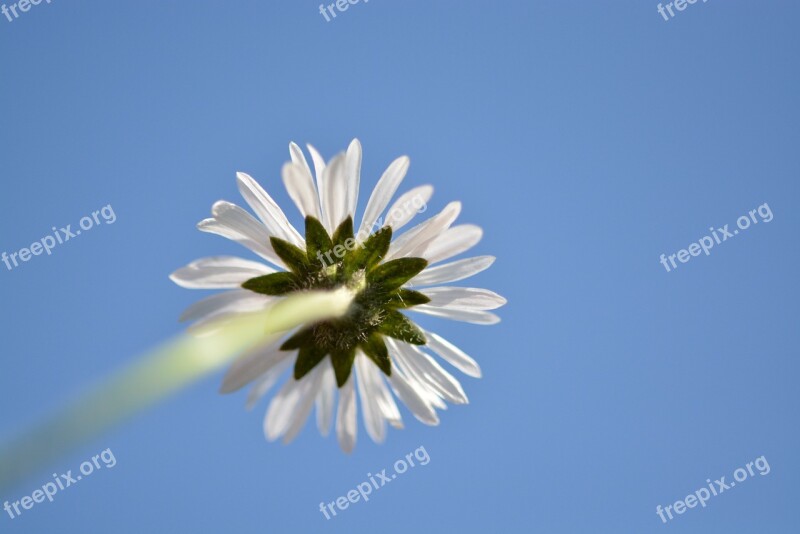 Geese Flower Close Up Daisy Flower White