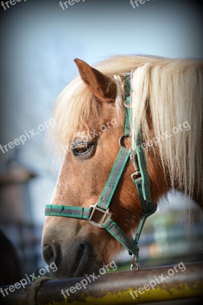 Horse Portrait Animal Portrait Head Close Up