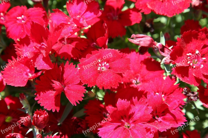 Dianthus Flower Carnation Flowers Nature Plants