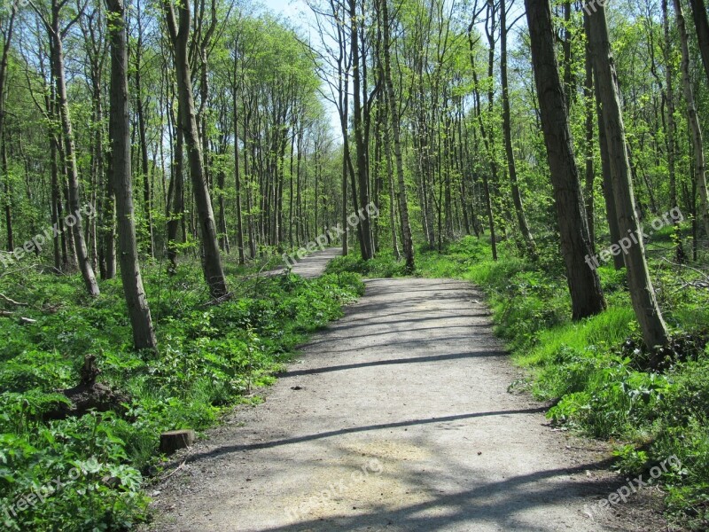 Woodland Path Direction Walk Trees