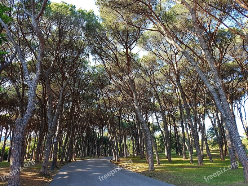 Pine Pinus Pinea Pine Forest Pine Grove Park