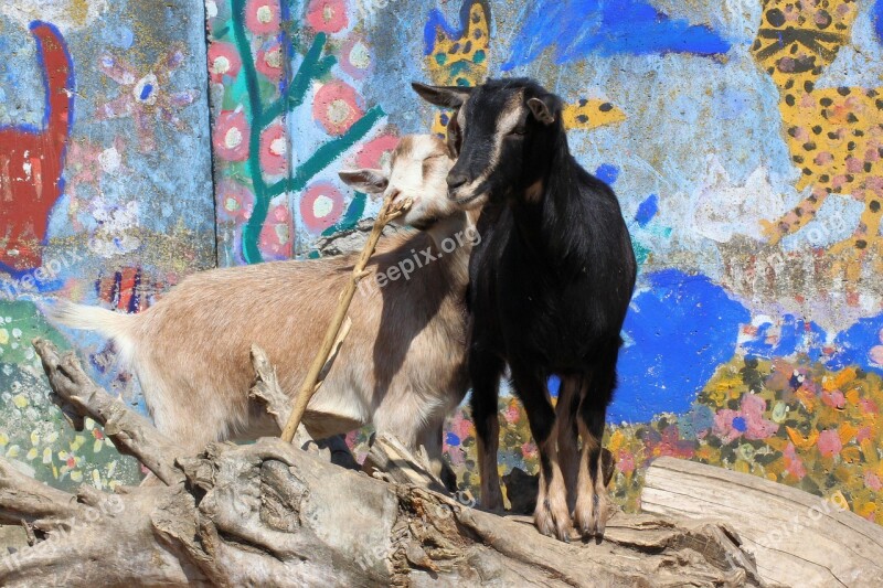 Goat Grafitti Tree Trunks Sun Petting Zoo