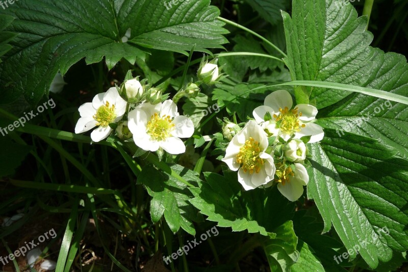 Strawberry Flowers Strawberry Blossom Bloom Close Up