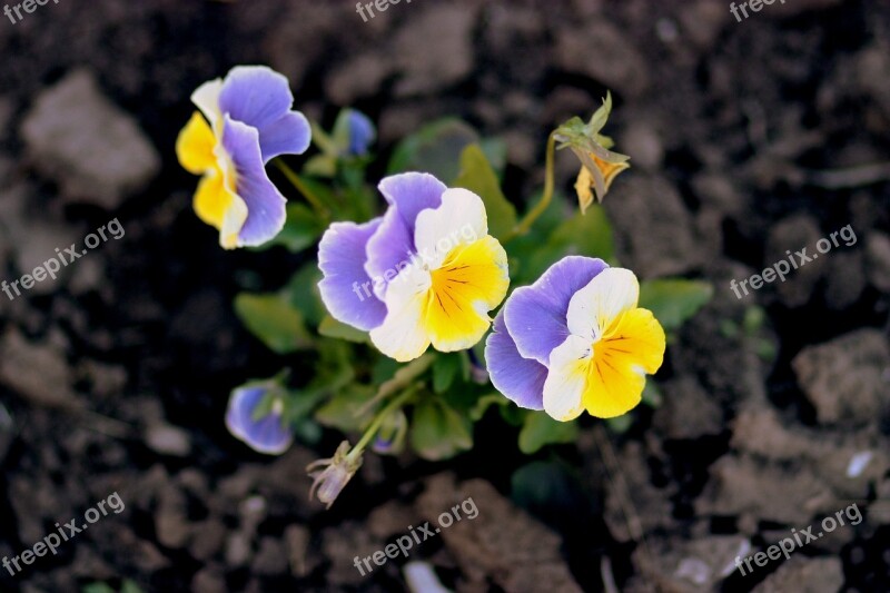 Pansies Yellow Blue Flowers Nature